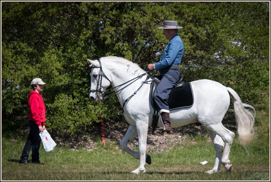 Pferd International 044